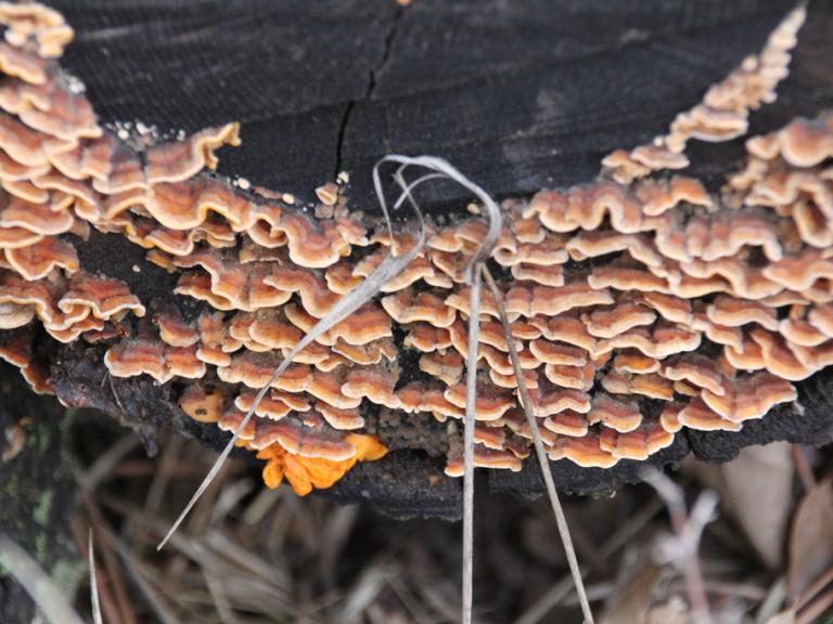 Genus Stereum at Cuyamaca Rancho State Park