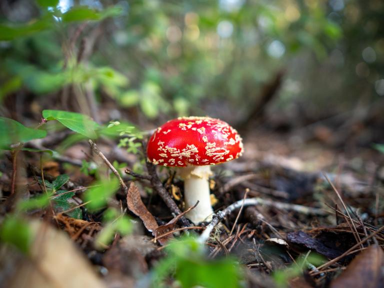 Mushroom