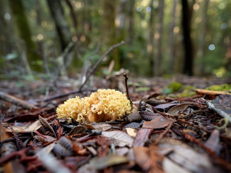 Coral Mushrooms