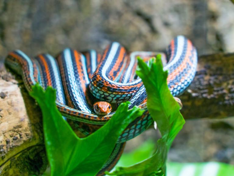 San Francisco Garter Snake on a branch