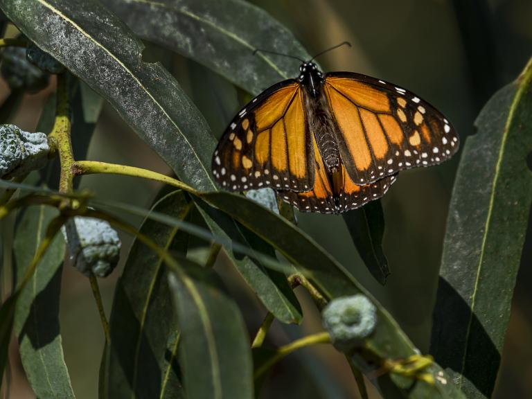 Monarch butterfly