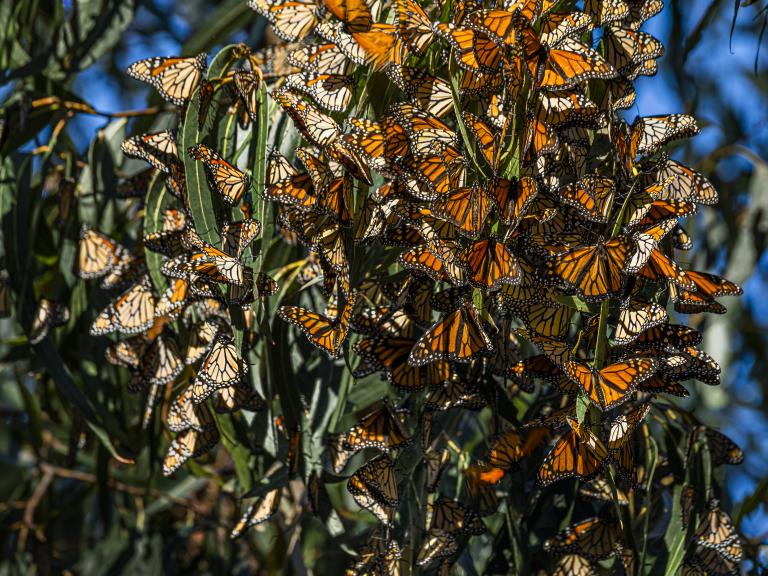 Monarch butterfly