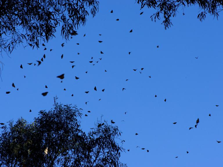 Monarch butterfly