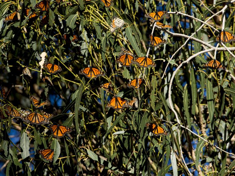 Monarch butterfly