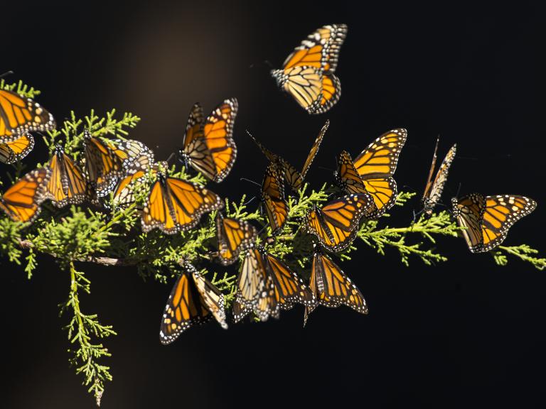 Monarch butterfly