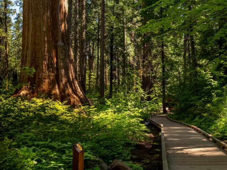 Calaveras Big Trees State Park