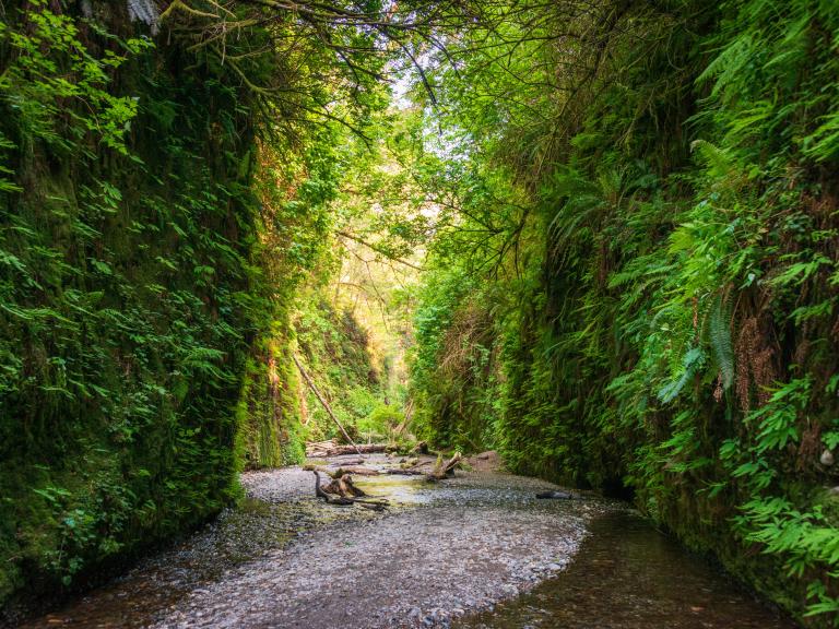Fern Canyon