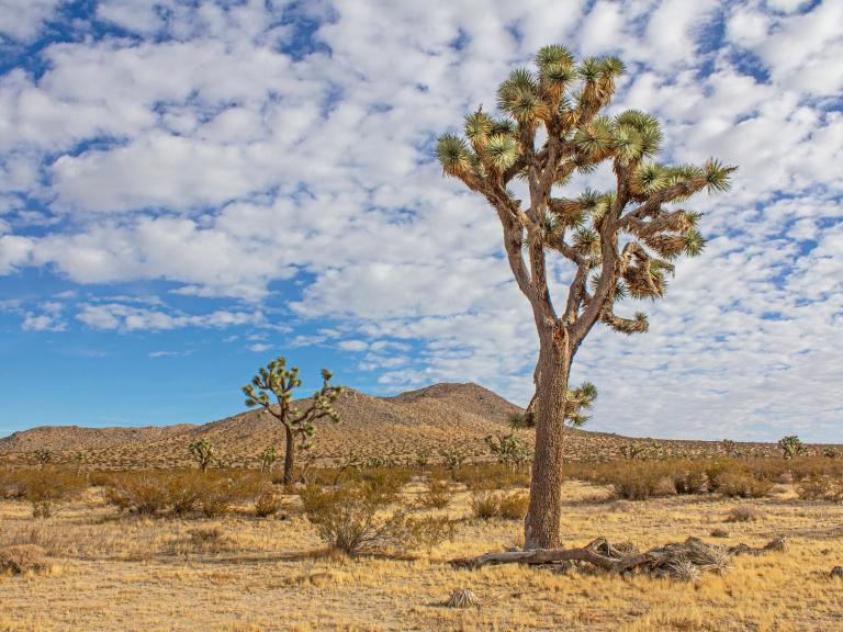 Saddleback Butte State Park
