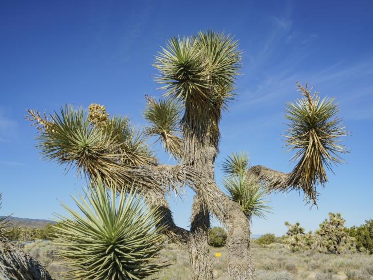 Joshua tree at Arthur B. Ripley Desert Woodland State Park