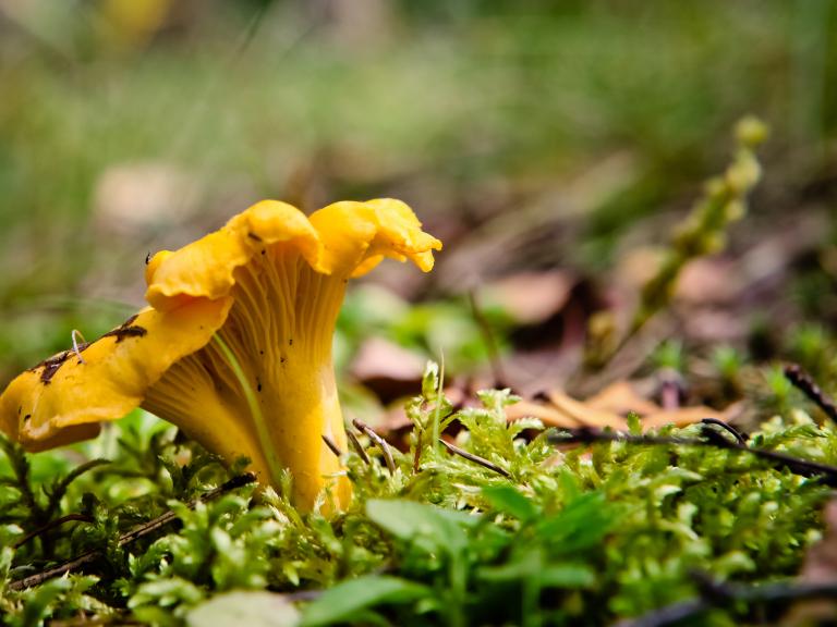California Golden Chanterelle