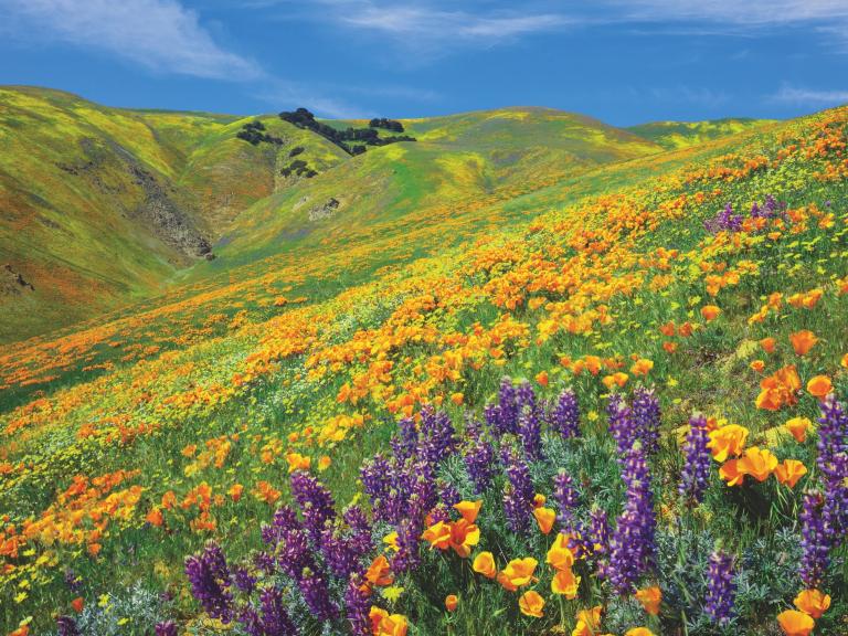 Antelope Valley flowers