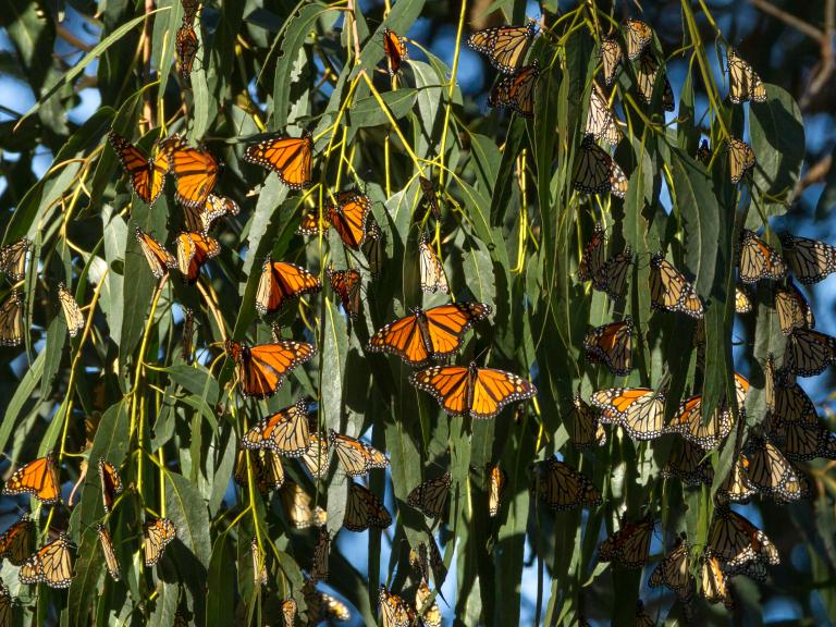 Western monarch butterfly at Pismo State Beach