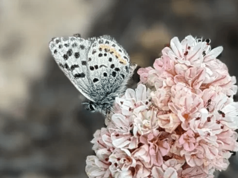 Smith's blue butterfly at Fort Ord Dunes State Park