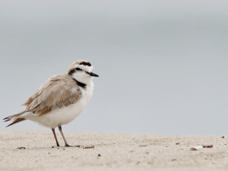 Western snowy plover (Charadrius alexandrinus nivosus)