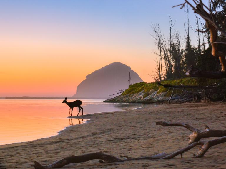 Silhouette of a deer walking along the shoreline at sunrise in Morro Bay State Park with Morro Rock in the distance.