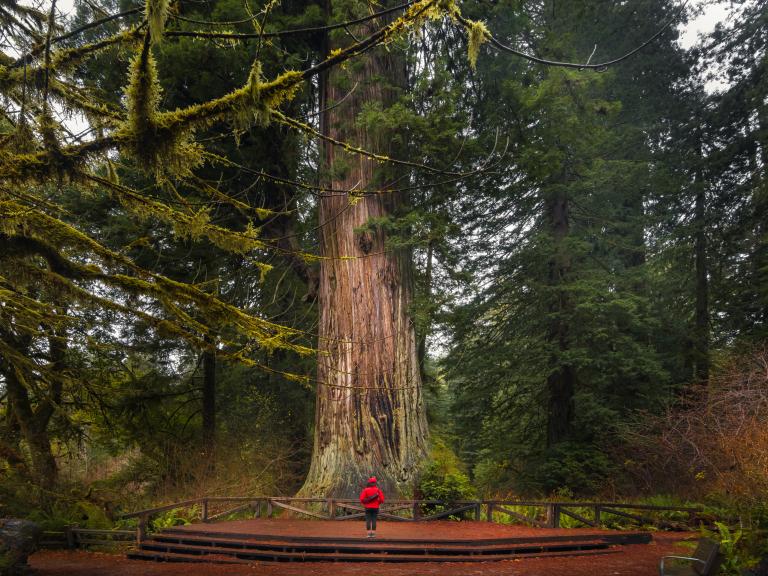 Person admiring a redwood tree in a red jacket. 