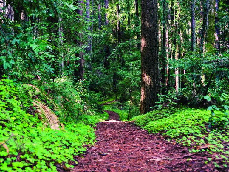 Henry Cowell Redwoods