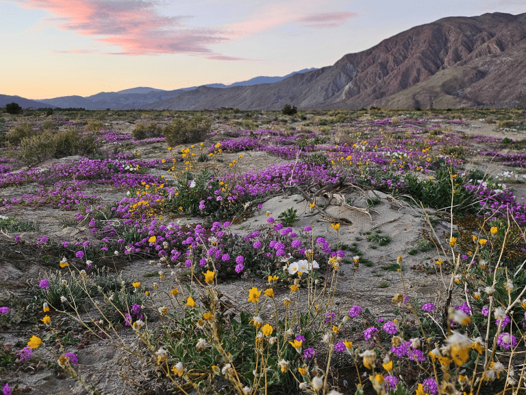 Anza Borrego Desert SP_Lara Paglinawan