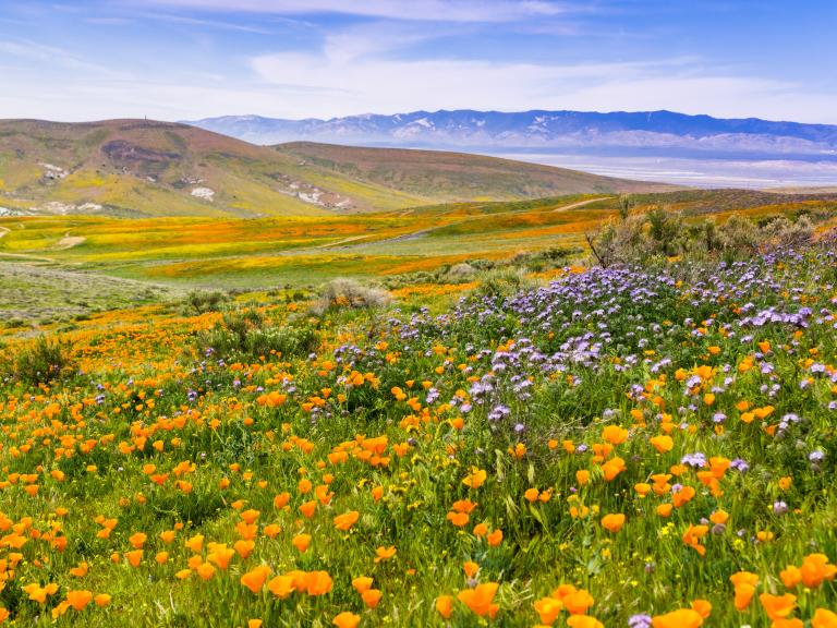 Anza-Borrego Desert State Park