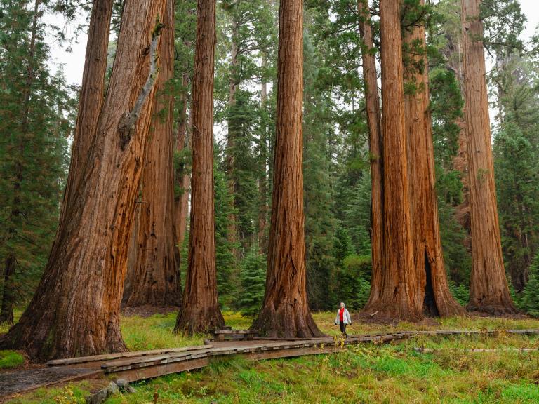 Women hiking around redwoods California