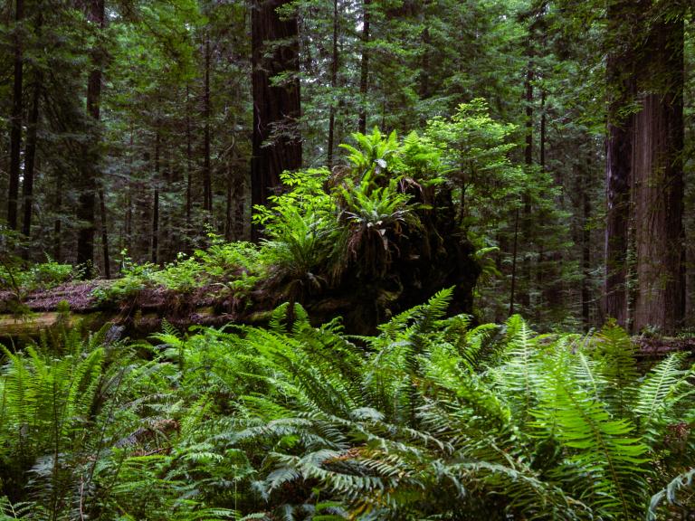 Ferns and Redwoods