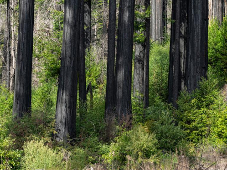 Big Basin CSPW
