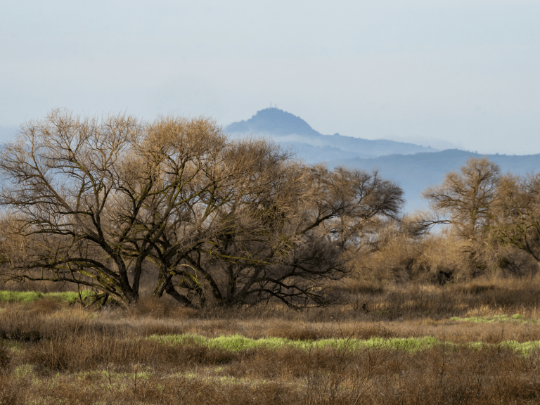 Great Valley Grasslands State Park 