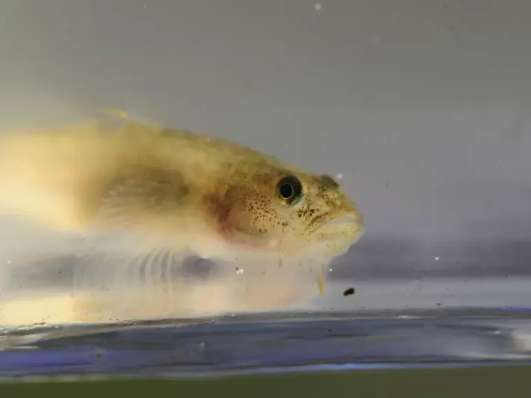 Tidewater Goby Eucyclogobius newberryi