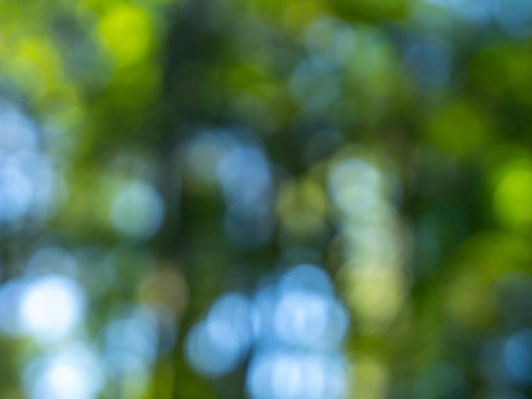 Tree Texture