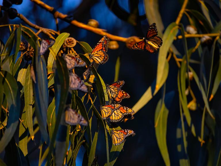 Western monarch butterfly at Pismo State Beach