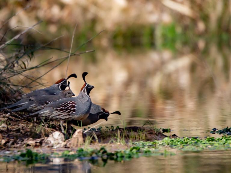 California Quail