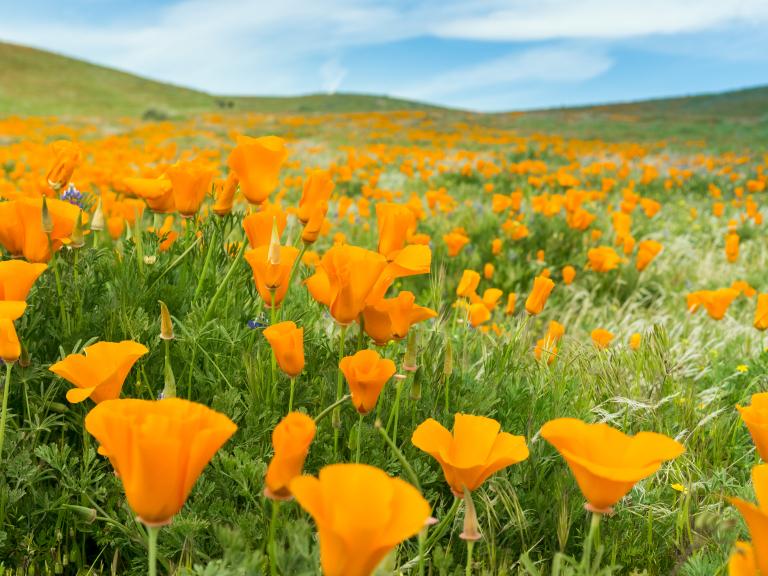 Antelope Valley