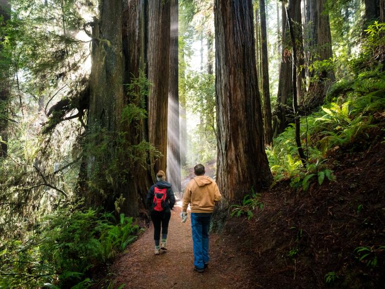 Hikers on a redwood trail, California.