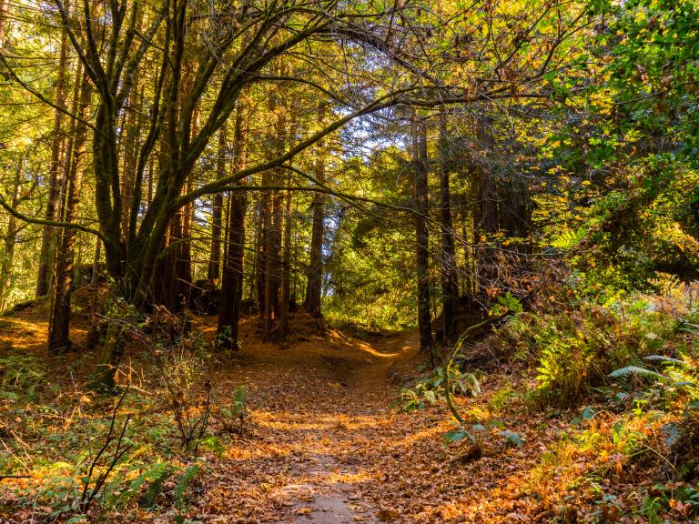 The Forest of Nisene Marks State Park 