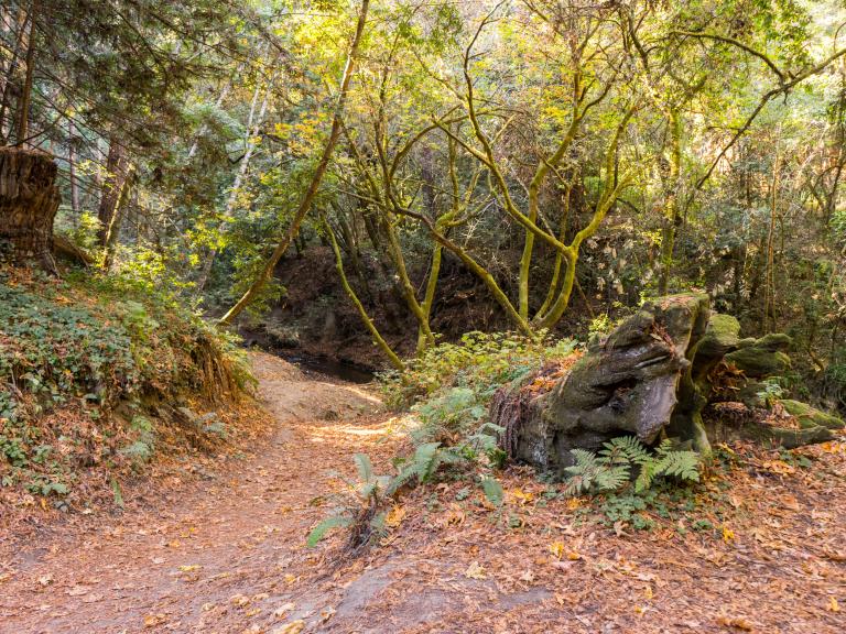 The Forest of Nisene Marks State Park 