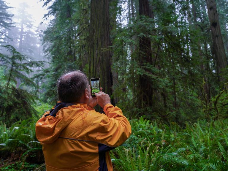 Photographer in a California Redwood Park