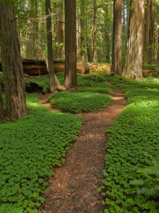 Humboldt Redwoods SP