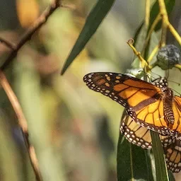 Monarch butterfly