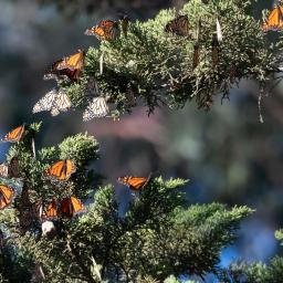 Natural Bridges Monarch