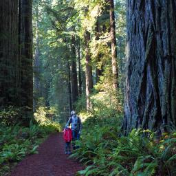 Man and child hiking in the redwoods looking up
