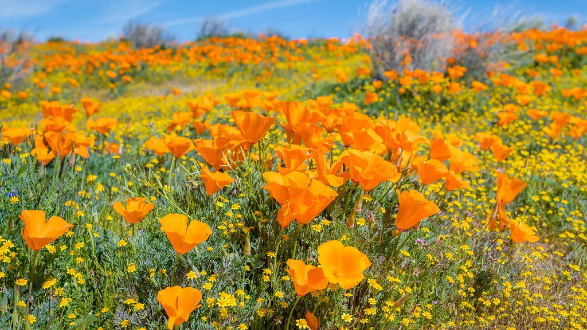 Antelope Valley