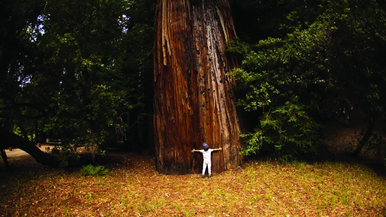 Youth hugging redwood tree