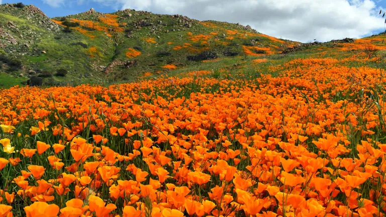 Antelope Valley California Poppy Reserve State Natural Reserve during a super bloom. 