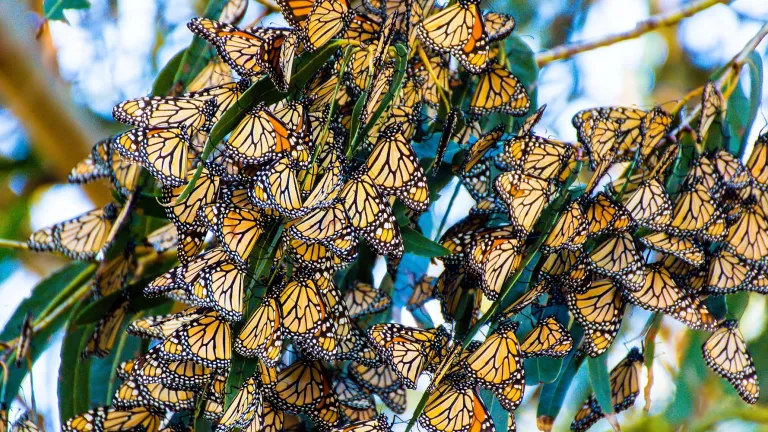 Monarch cluster at Lighthouse Field State Beach