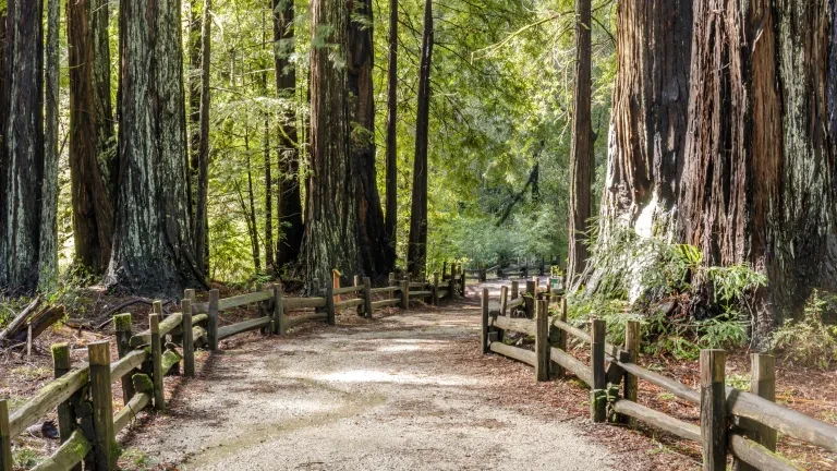 Trail Big Basin Redwoods State Park