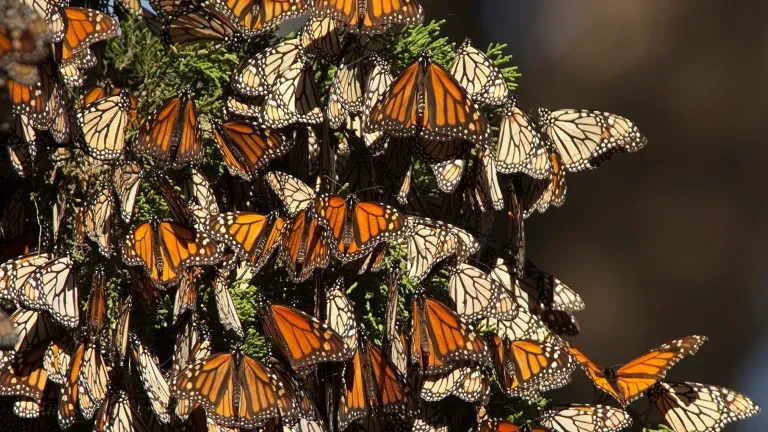 Monarch at Natural Bridges State Beach