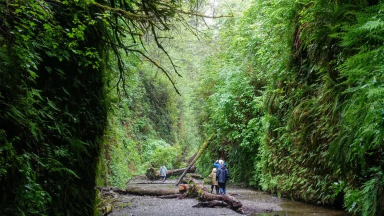 Prairie Creek Redwoods State Park