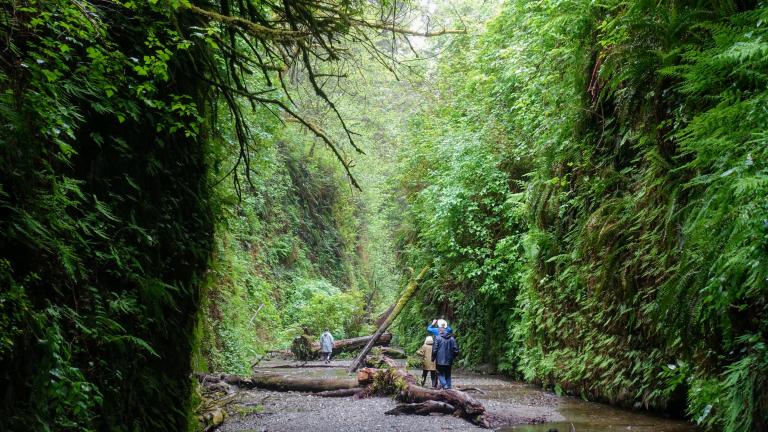 Prairie Creek Redwoods State Park
