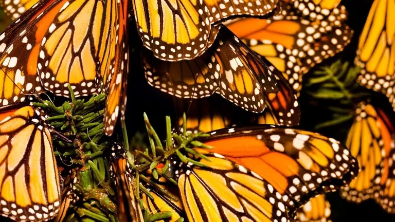 Monarchs