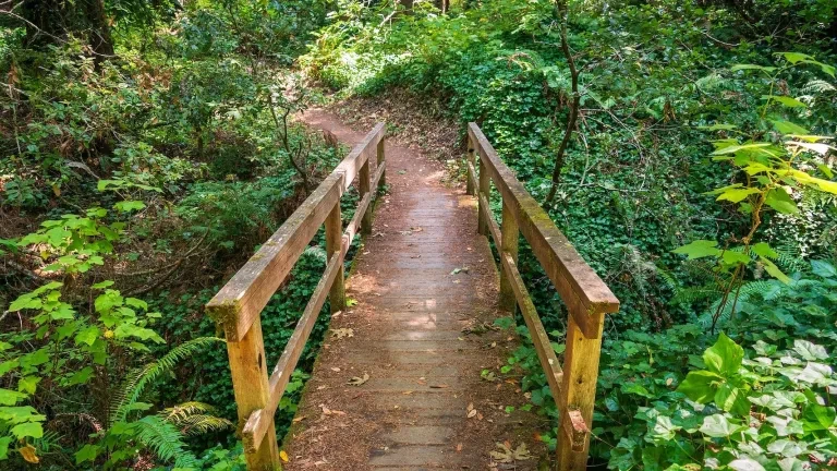 Butano State Park